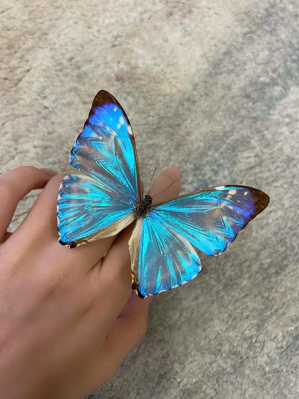 hình ảnh con bướm 6