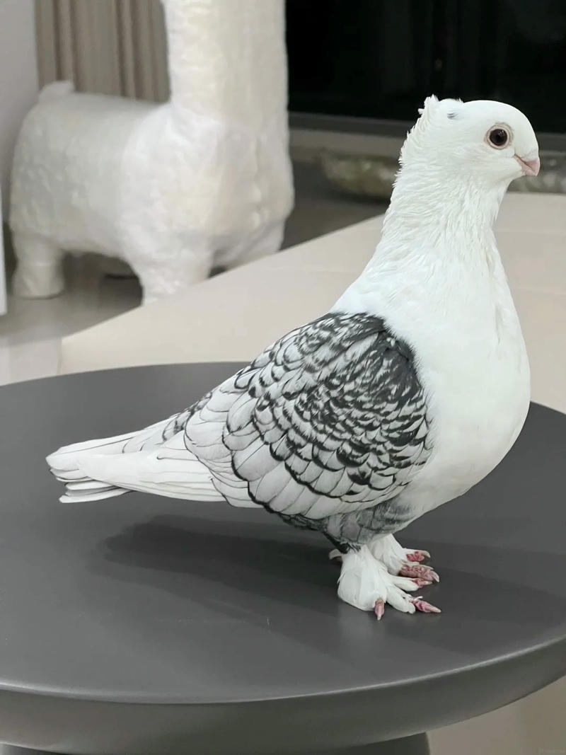 hình ảnh con chim bồ câu