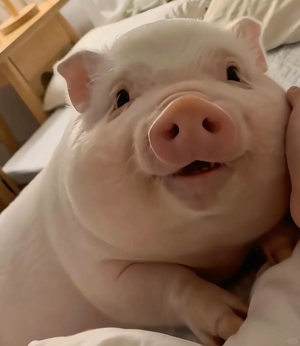 hình ảnh con chim lợn