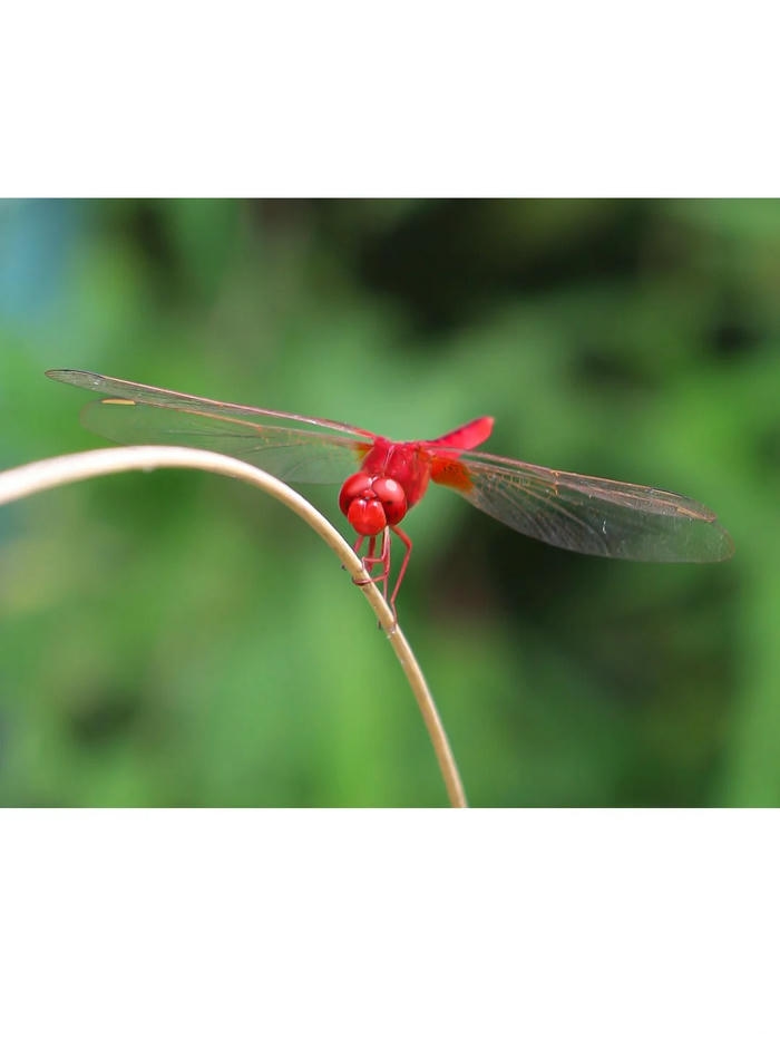 hình ảnh con chuồn chuồn ớt