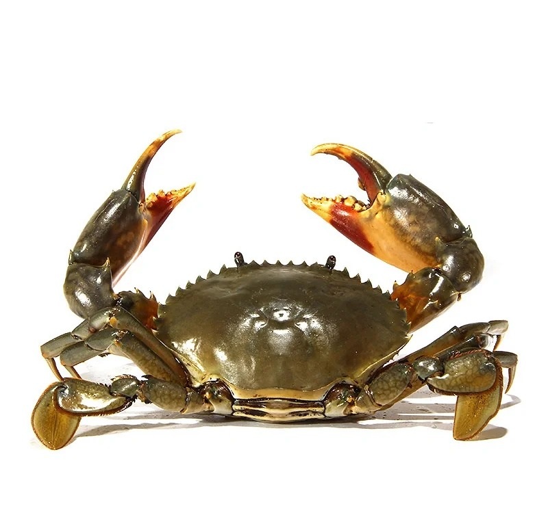 hình ảnh con cua 12