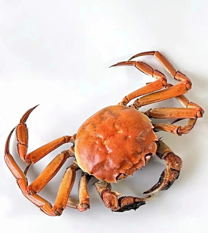 hình ảnh con cua 19