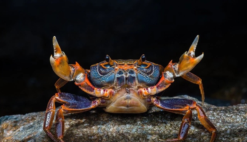 hình ảnh con cua 23