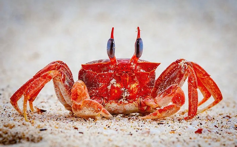 hình ảnh con cua 25