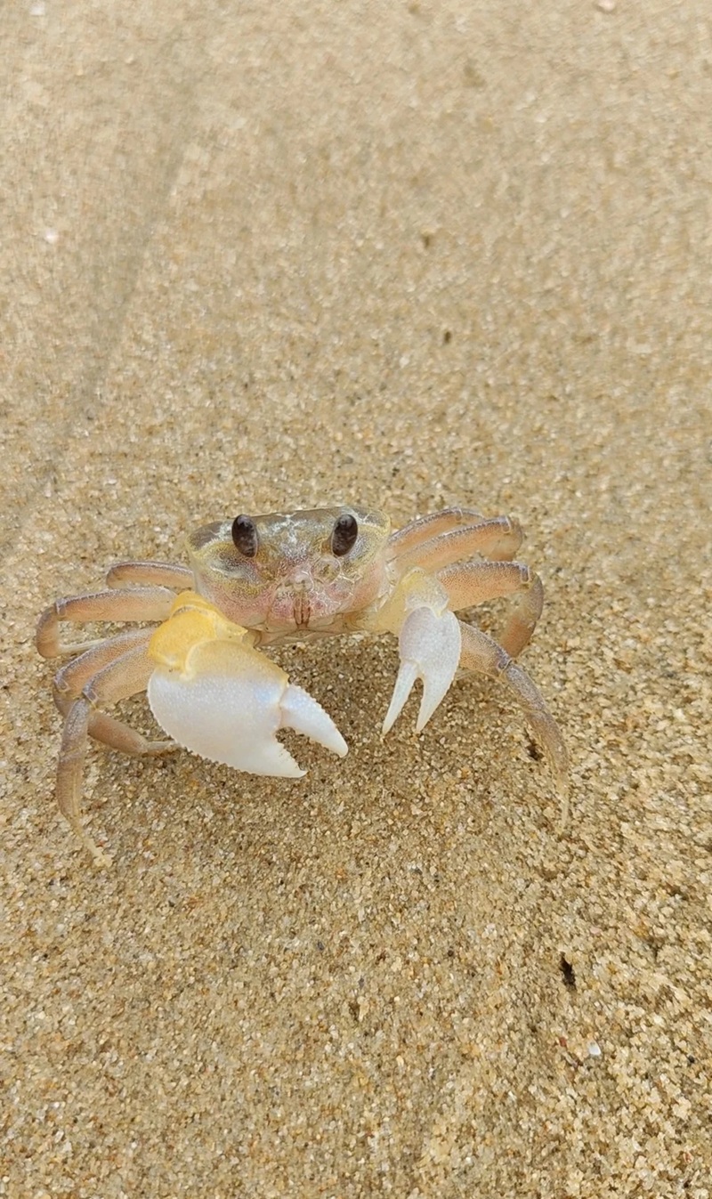 hình ảnh con cua 28