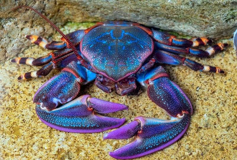 hình ảnh con cua 3