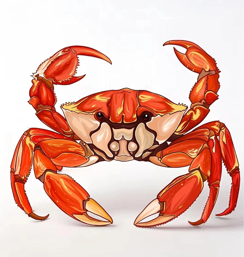 hình ảnh con cua 33