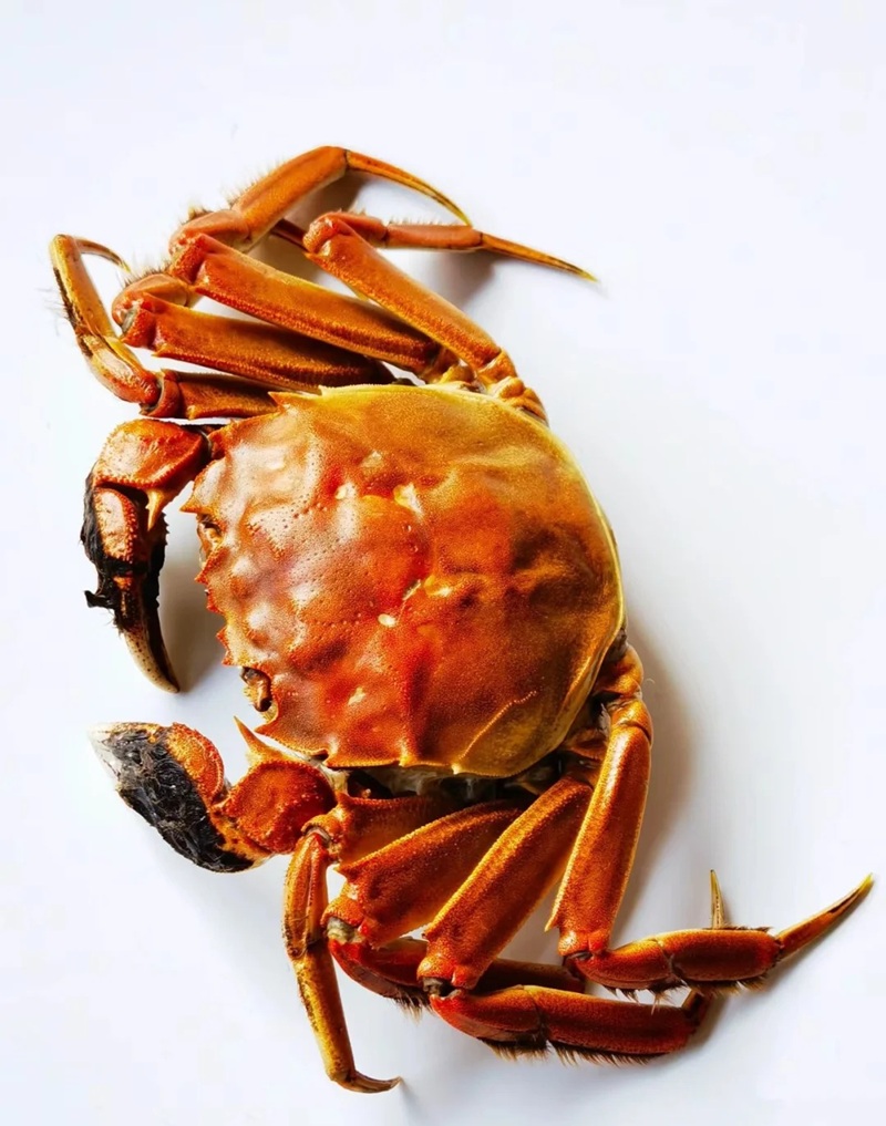 hình ảnh con cua 39