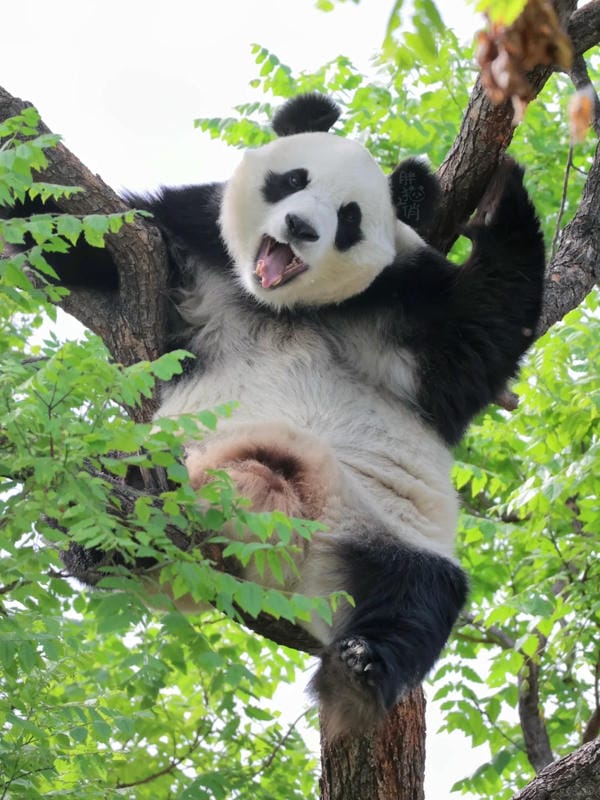 hình ảnh con gấu trúc​