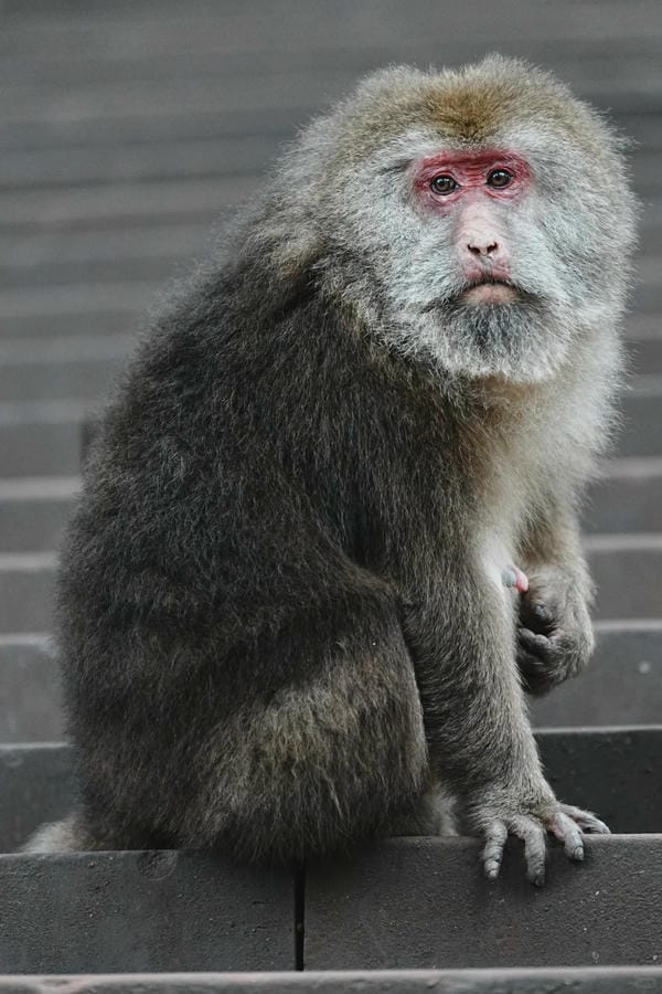 hình ảnh con khỉ 1