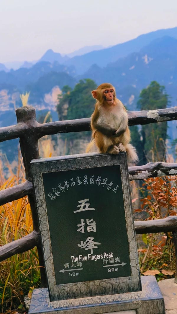 hình ảnh con khỉ 10