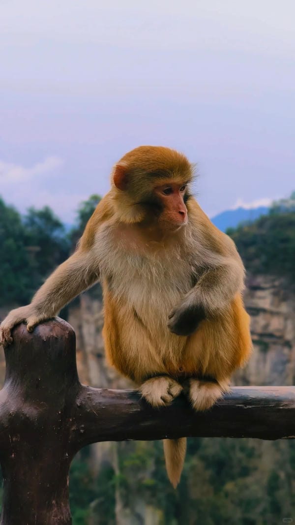 hình ảnh con khỉ 11