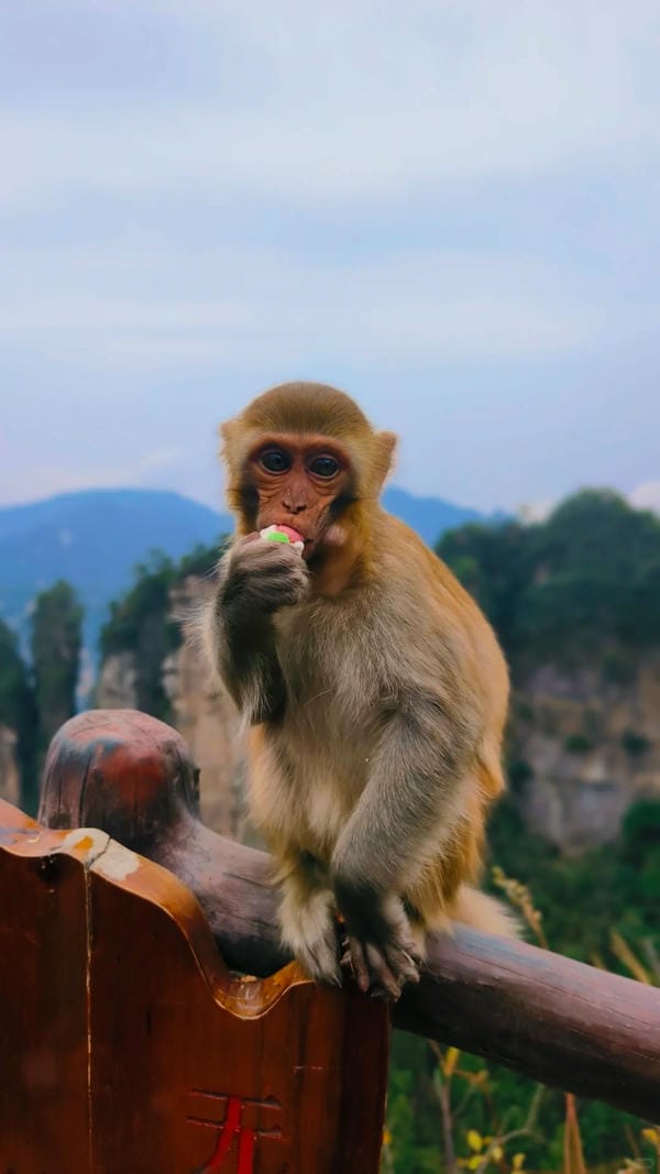 hình ảnh con khỉ 12