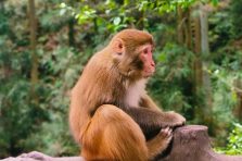 Tổng hợp 335+ hình ảnh con khỉ cute hot trend mạng xã hội