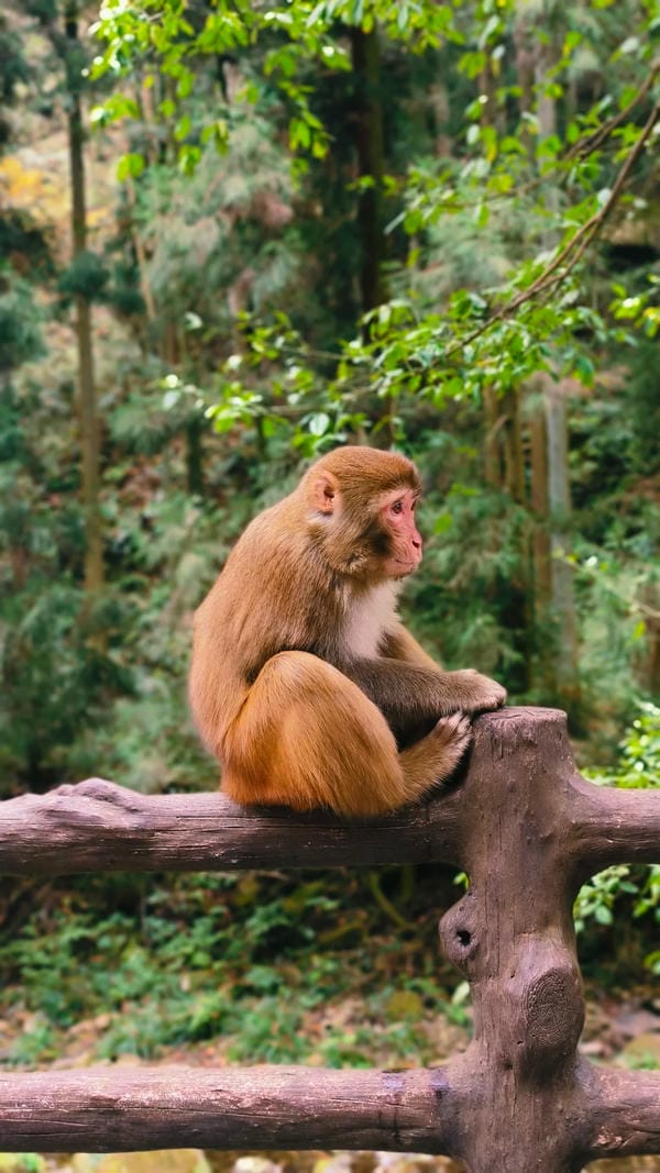 hình ảnh con khỉ 13