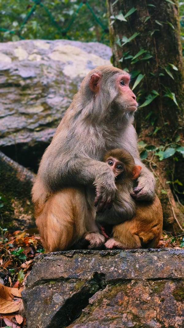 hình ảnh con khỉ 14