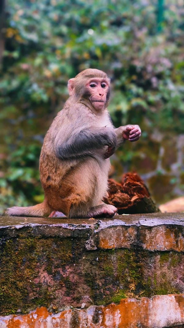 hình ảnh con khỉ 15