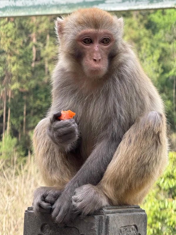 hình ảnh con khỉ 16