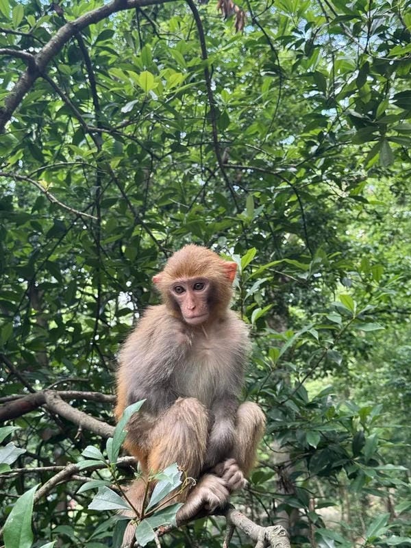 hình ảnh con khỉ 17