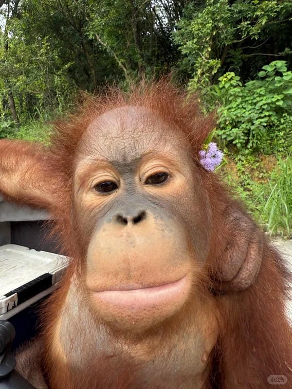 hình ảnh con khỉ 18