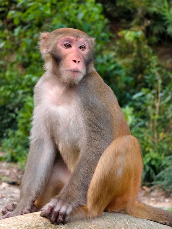 hình ảnh con khỉ 19