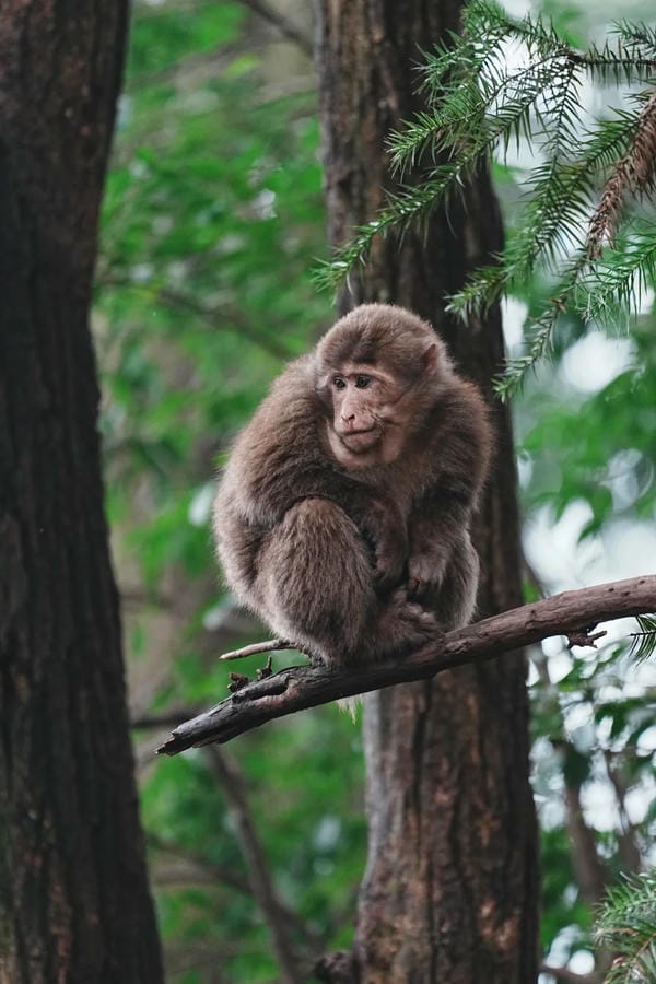 hình ảnh con khỉ 2