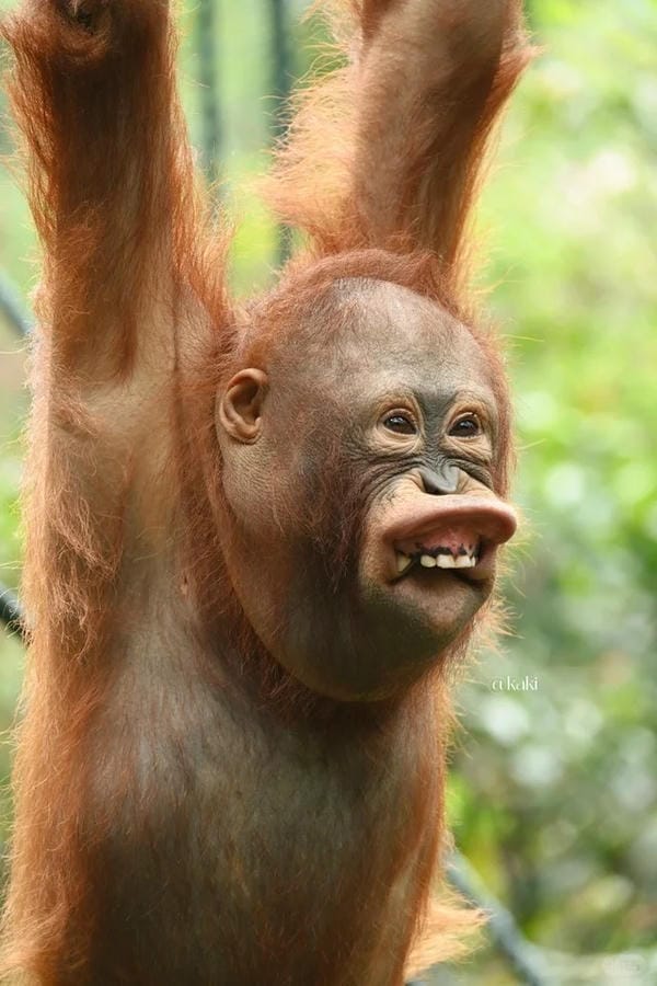 hình ảnh con khỉ 20