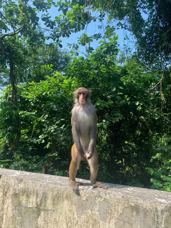 hình ảnh con khỉ 22