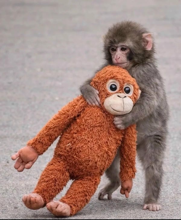 hình ảnh con khỉ 23