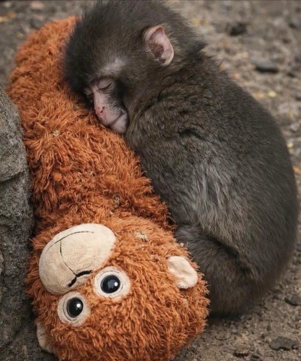hình ảnh con khỉ 24