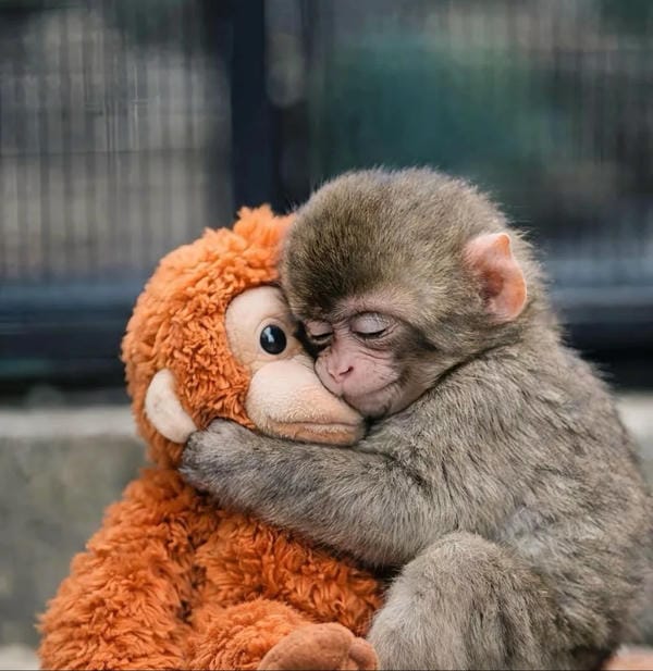 hình ảnh con khỉ 25