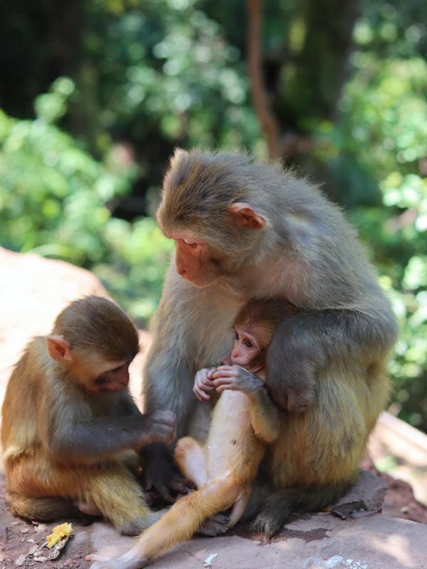 hình ảnh con khỉ 27