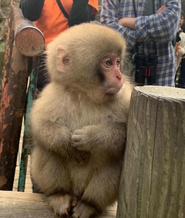 hình ảnh con khỉ 28