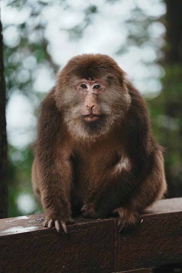 hình ảnh con khỉ 3