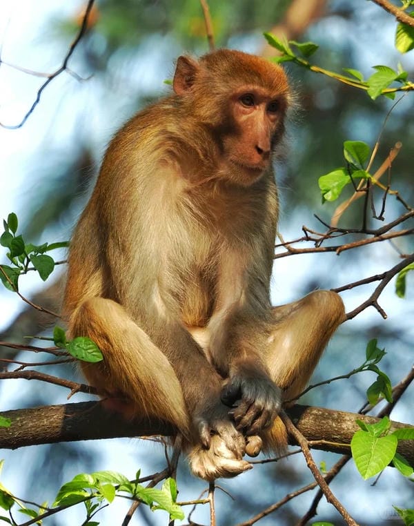 hình ảnh con khỉ 4