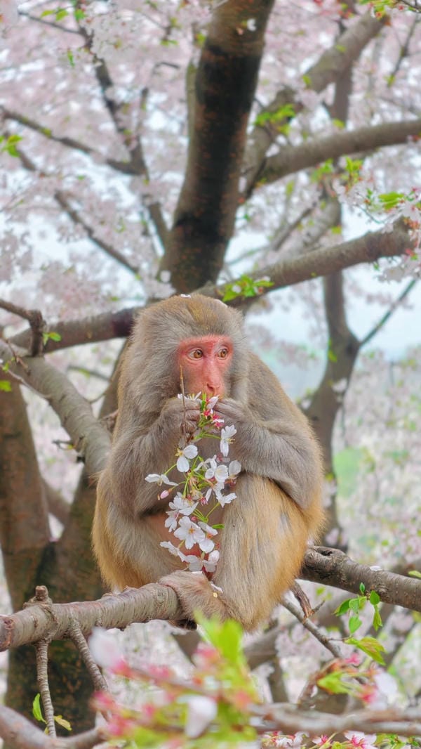 hình ảnh con khỉ 5