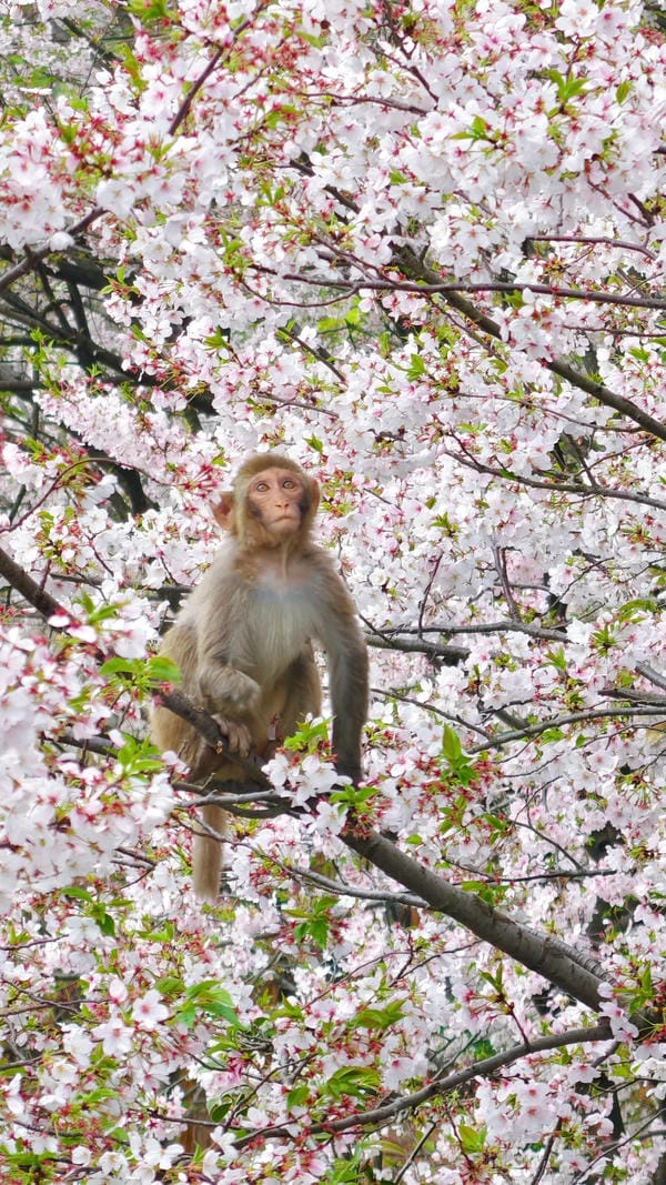 hình ảnh con khỉ 6