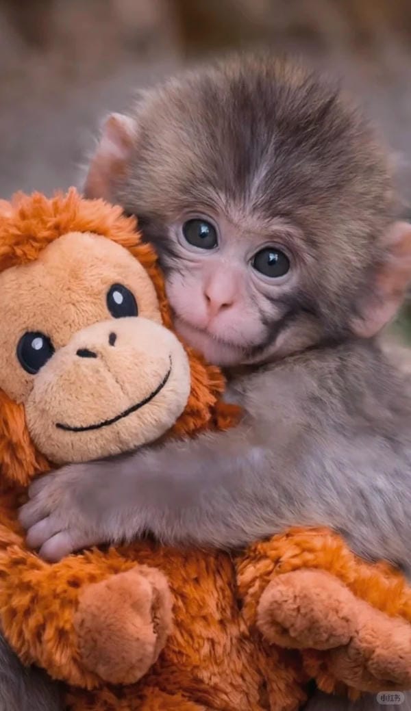 hình ảnh con khỉ 7