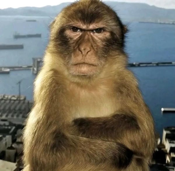 hình ảnh con khỉ 8