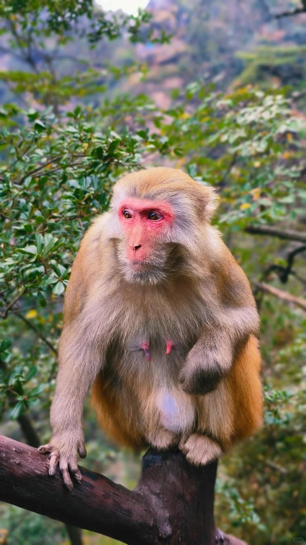 hình ảnh con khỉ 9