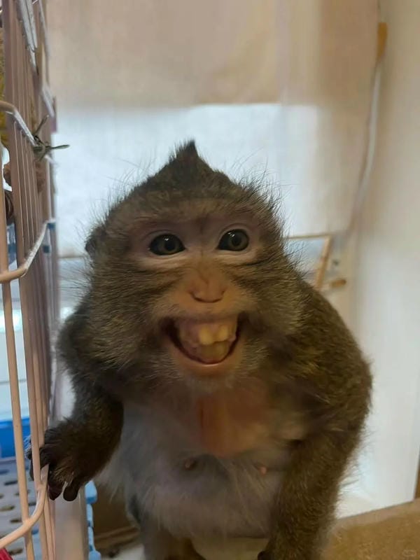 hình ảnh con khỉ hoạt hình dễ thương