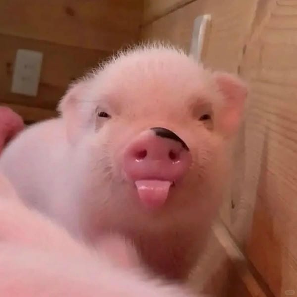 hình ảnh con lợn 10