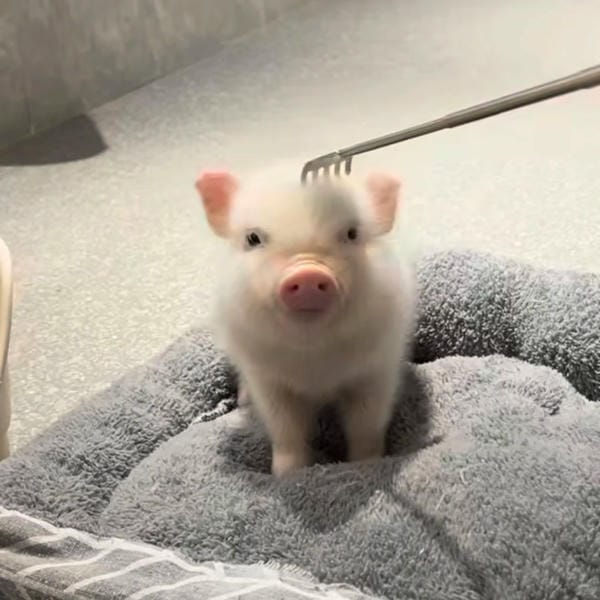 hình ảnh con lợn 11