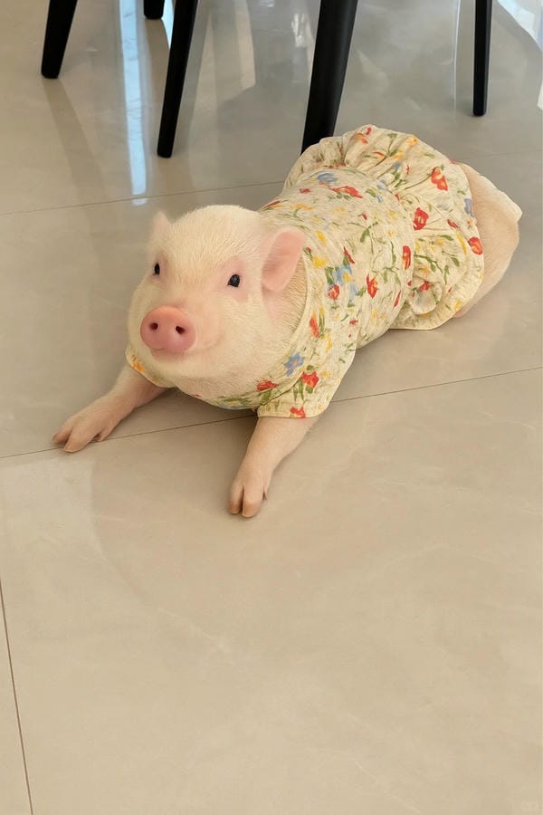 hình ảnh con lợn 12