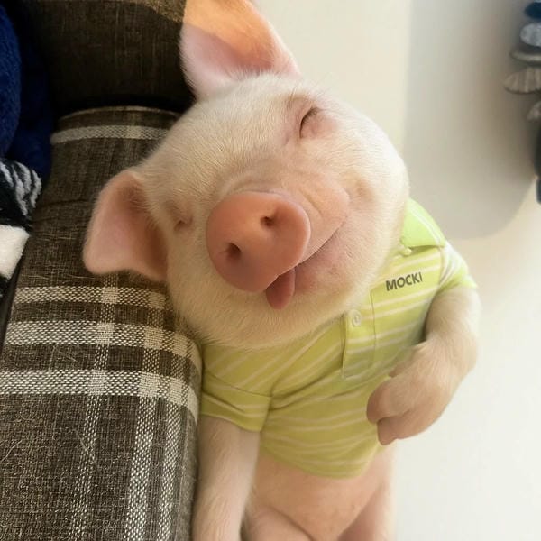 hình ảnh con lợn 16