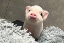 Sưu tập 267+ hình ảnh con lợn ngộ nghĩnh, đáng yêu cực phẩm