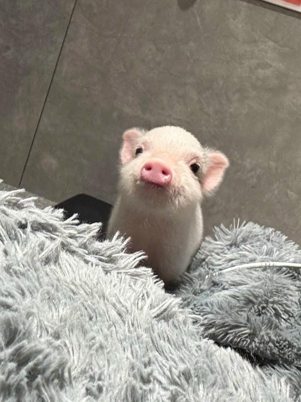 hình ảnh con lợn 17