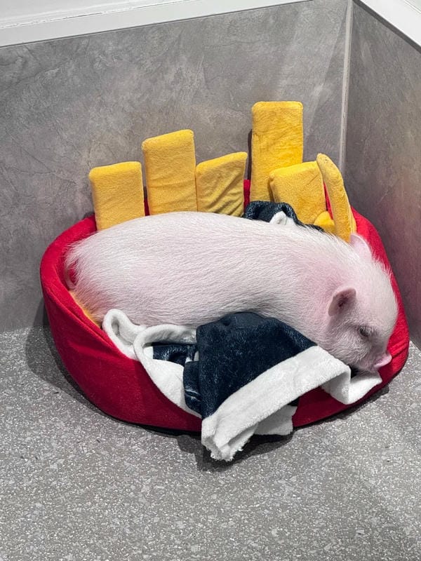 hình ảnh con lợn 18