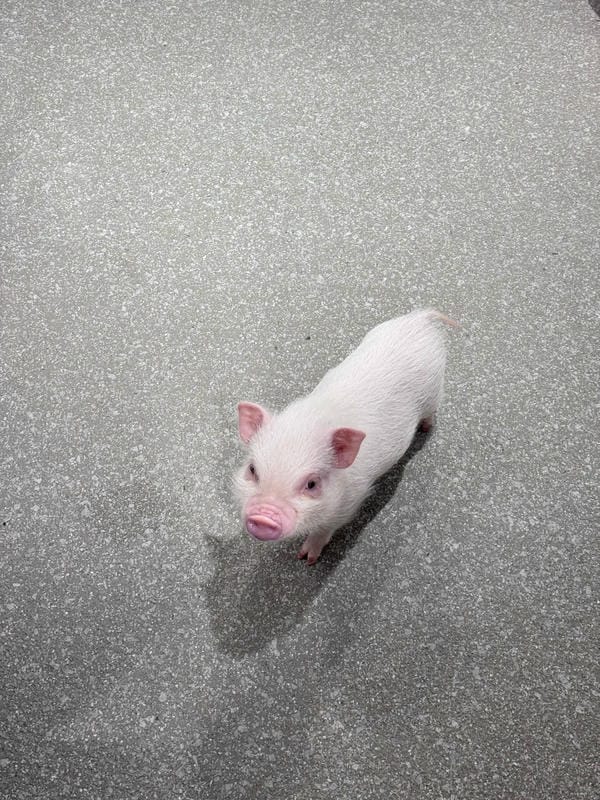 hình ảnh con lợn 19