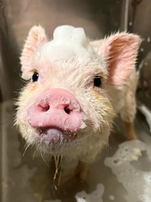 hình ảnh con lợn 2